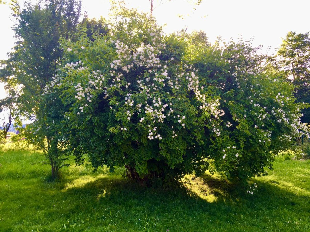 Naturforsthaus Gartenblick Fuer Hunde - Und Naturverbundene Menschen Preitenegg Dış mekan fotoğraf